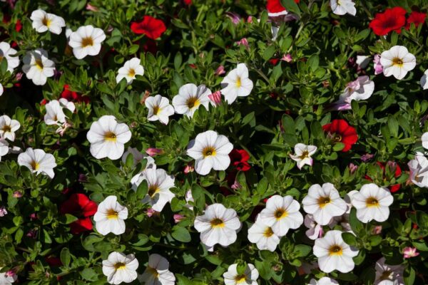 Aed-puispetuunia P25 amplis Eestis kasvatatud