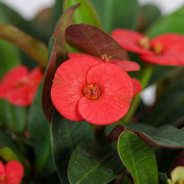 Särav piimalill 'Maxi Olympia' P13