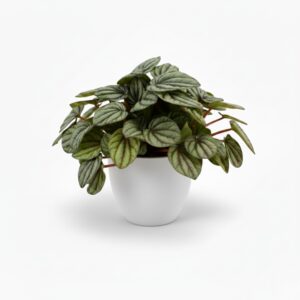 Peperoomia ‘Mystique’ P12