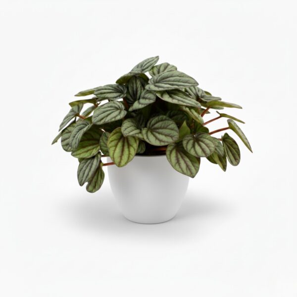 Peperoomia 'Mystique' P12