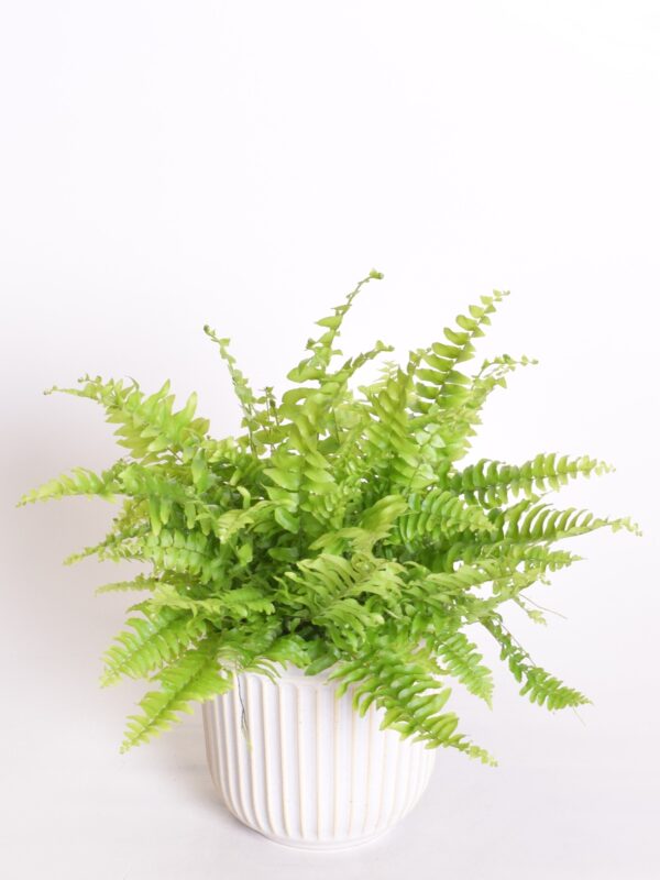 Kõrge nefroleep 'Boston Bluebell' P12