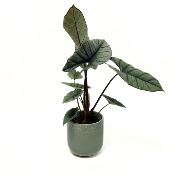 Alokaasia 'Platinum' P14