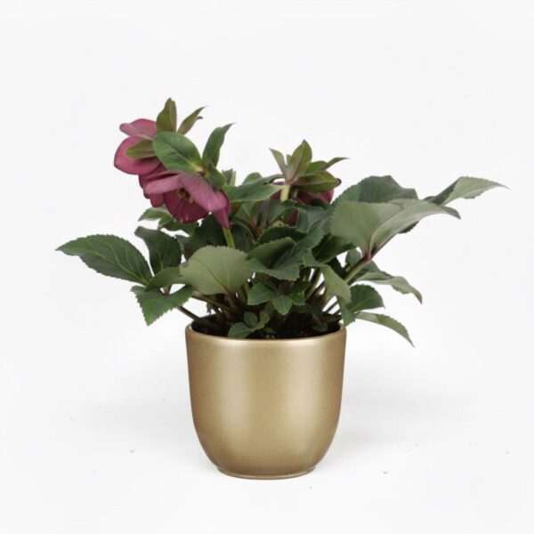 Lumeroos 'Winter Ballet Cozy Red' P15