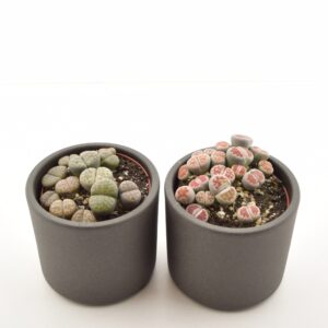 Kivilehik P8,5 erinevad