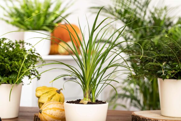 Käändnoliina (bokarna) P5