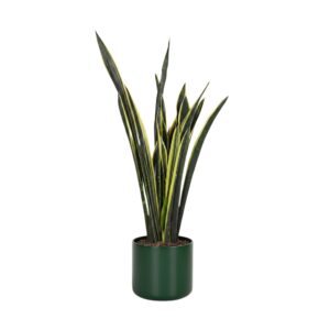 Havisaba ‘Yellow Golden’ P24 100cm