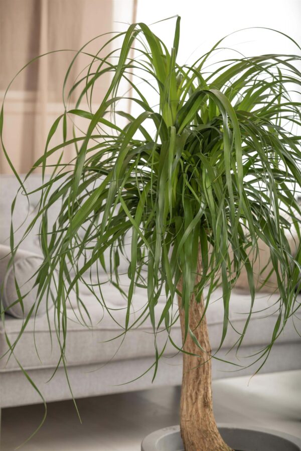 Käändnoliina (bokarna) P26