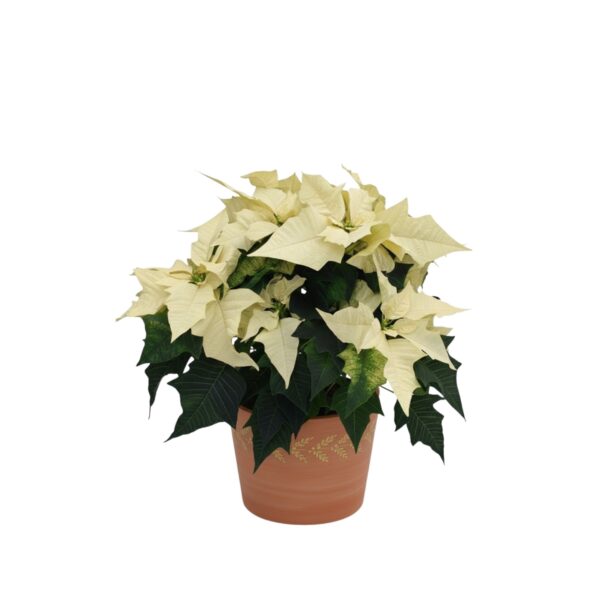 Jõulutäht 'Alaska' P17 40cm 7+õit