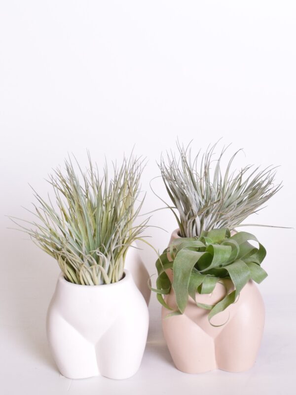 Tillandsia/õhulill potis naisekeha P11