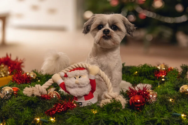 Mänguasi koerale päkapikk nööriga punane 9x18x h20cm