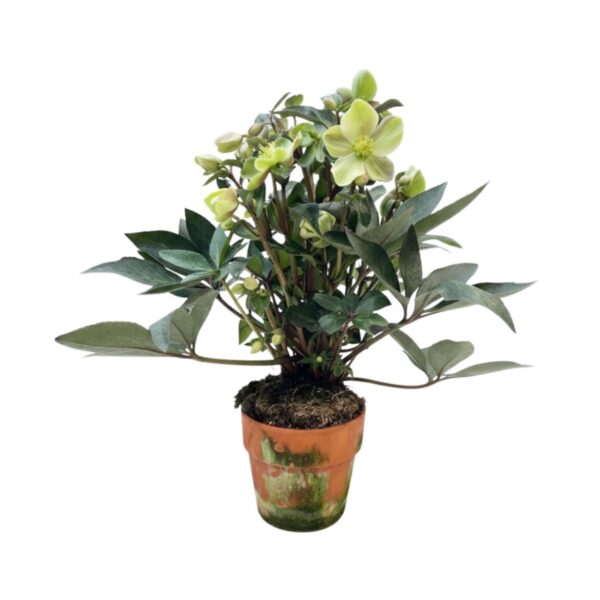 Must lumeroos 'Wintersun' P15 savipotis