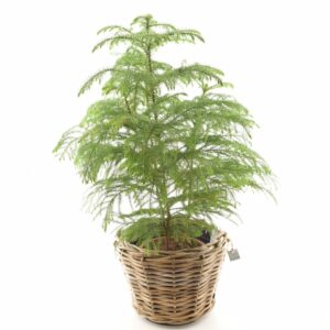 Kõrge araukaaria P21 90cm