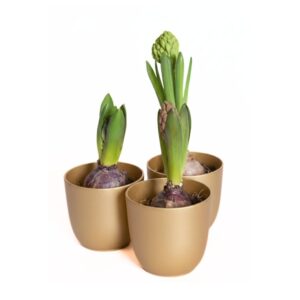 Hüatsint P7 erinevad