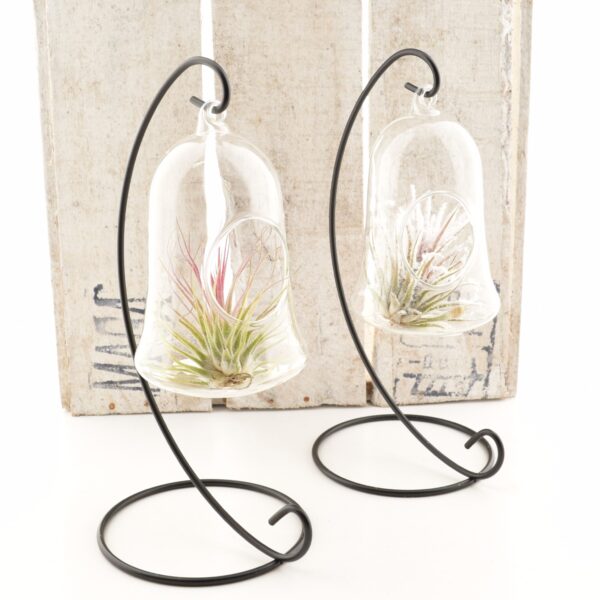 Tillandsia + jalal rippuv klaas (õhulill)