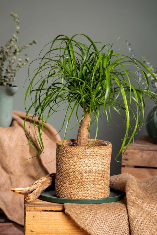 Käändnoliina (bokarna) P23 50cm 1tüvi