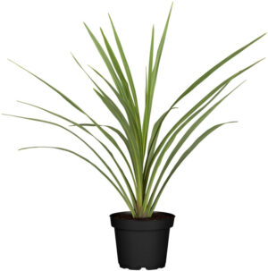 Lõuna-tõlvpuu ‘Variegata’ P17