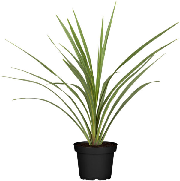 Lõuna-tõlvpuu 'Variegata' P17