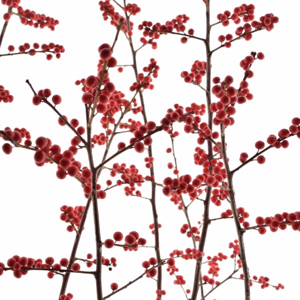 Männas-iileks P23 85cm