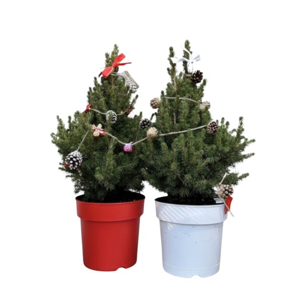 Kanada kuusk 'December' P19 45cm kaunistatud + tuled