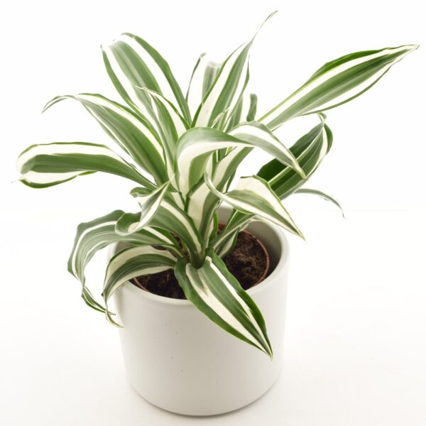 Dereema draakonipuu 'White Jewel' P12