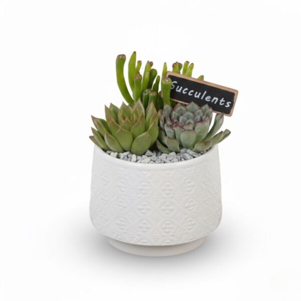 Sukulentide seade ümbrispotis P13