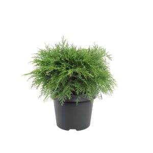 Kalifornia ebaküpress ‘Globosa’ P24