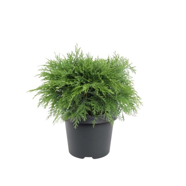 Kalifornia ebaküpress 'Globosa' P24