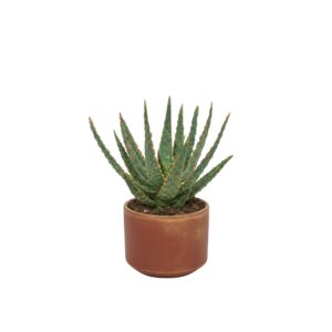 Ohteline aaloe ‘Dannyz’ P10,5