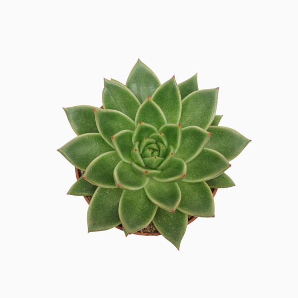 Agaavilehine soomuslehik P10,5