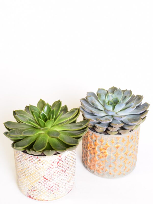 Soomuslehik P13 erinevad