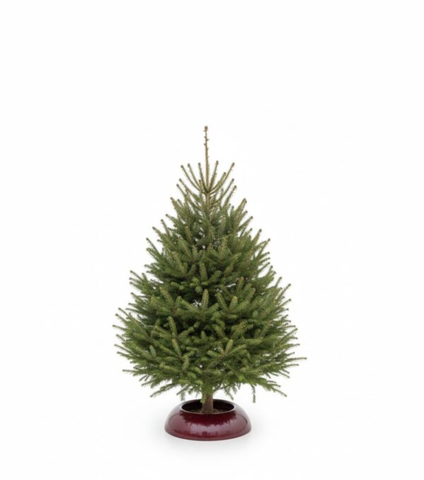 Jõulukuusk 125-150cm