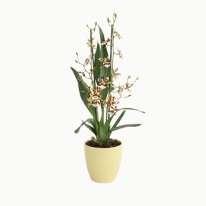 Värikäpp (ontsiidium) P12 2 õievart