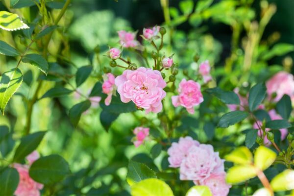 Pinnakatteroos 'The Fairy' P19