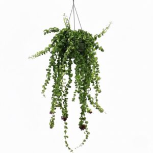 Punahuul ‘Bluster’ P15 amplis