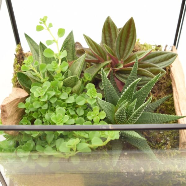 Terraariumiseade minikasvuhoones 17x14x20cm+LED