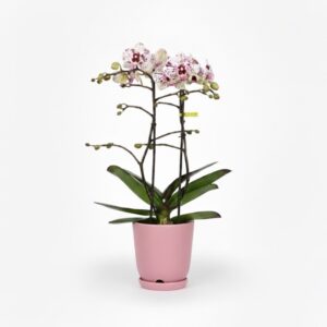 Kuuking ‘Exclusivo Athena’ P12 3õv