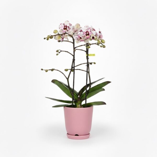 Kuuking 'Exclusivo Athena' P12 3õv