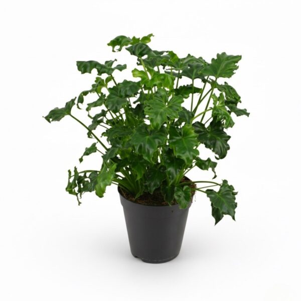 Kahelisulgjas põõsasvõhk (filodendron) 'Atlantis' P15