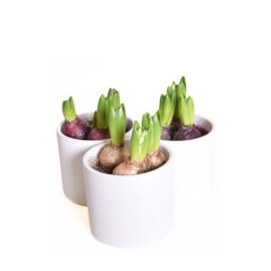 Hüatsint P12 3 sibulat potis erinevad