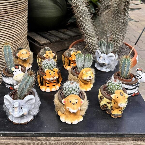 Kaktus P5,5 loomakujulises ümbrispotis