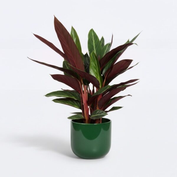 Stromante 'Stripestar' P12