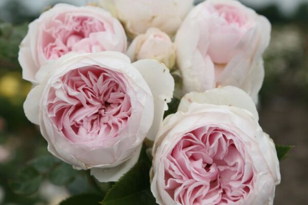 Floribundroos 'Herzogin Christiana'®