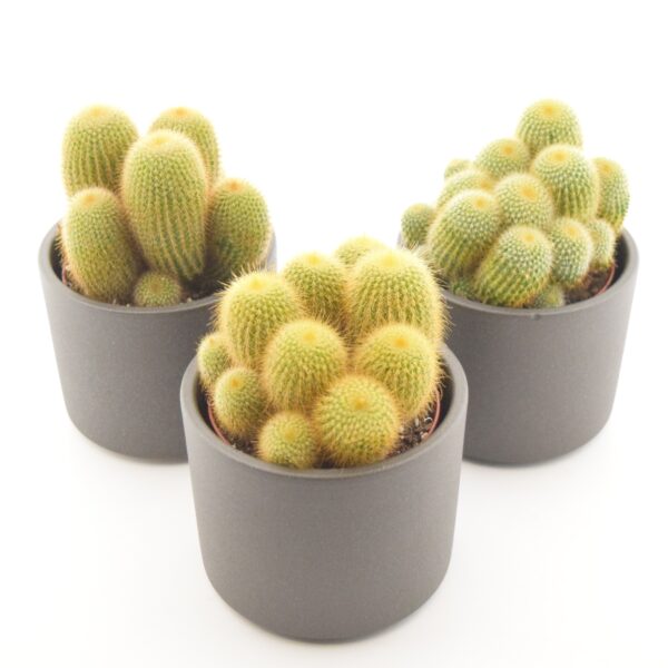 Kuldne parodikaktus P10