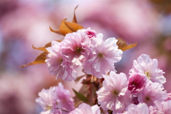 Ilukirsipuu 'Accolade' P26 200cm Eestis kasvatatud
