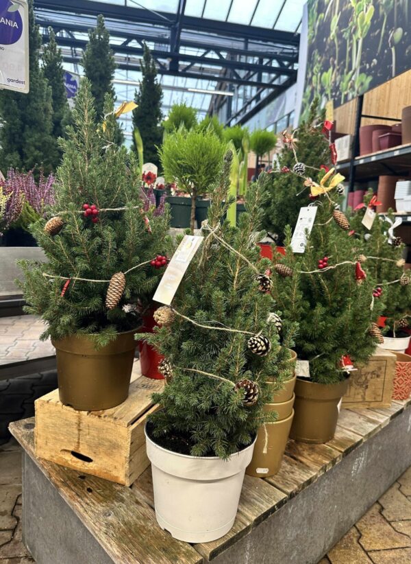 Kanada kuusk 'December' P19 45cm kaunistatud + tuled