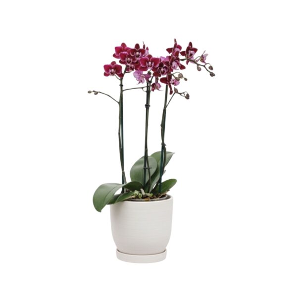 Kuuking 'Cranberry Cha Cha' P12 3 õievart