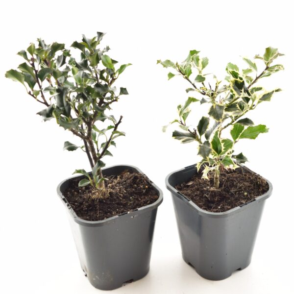 Meserve'i iileks P14 erinevad