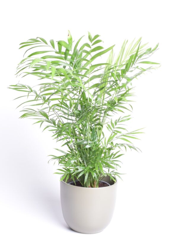 Vääris-mägipalm P17