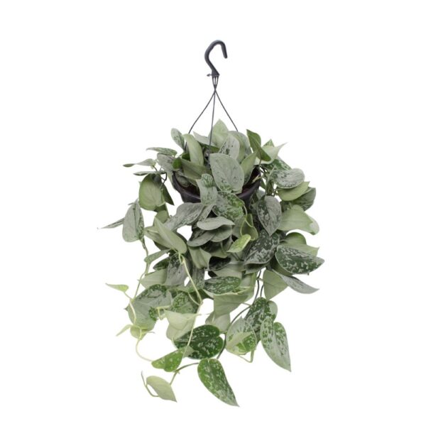 Hõbeköis 'Silvery Ann' P19 amplis