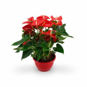 André flamingolill ‘Casparo’ P25